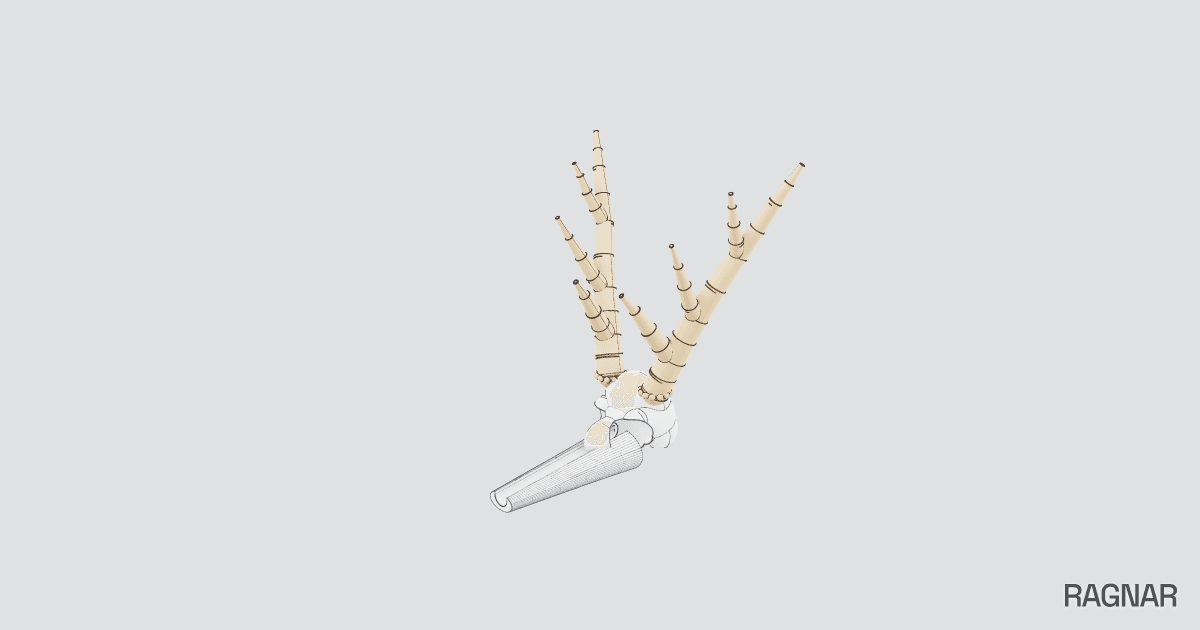 Deer skull model