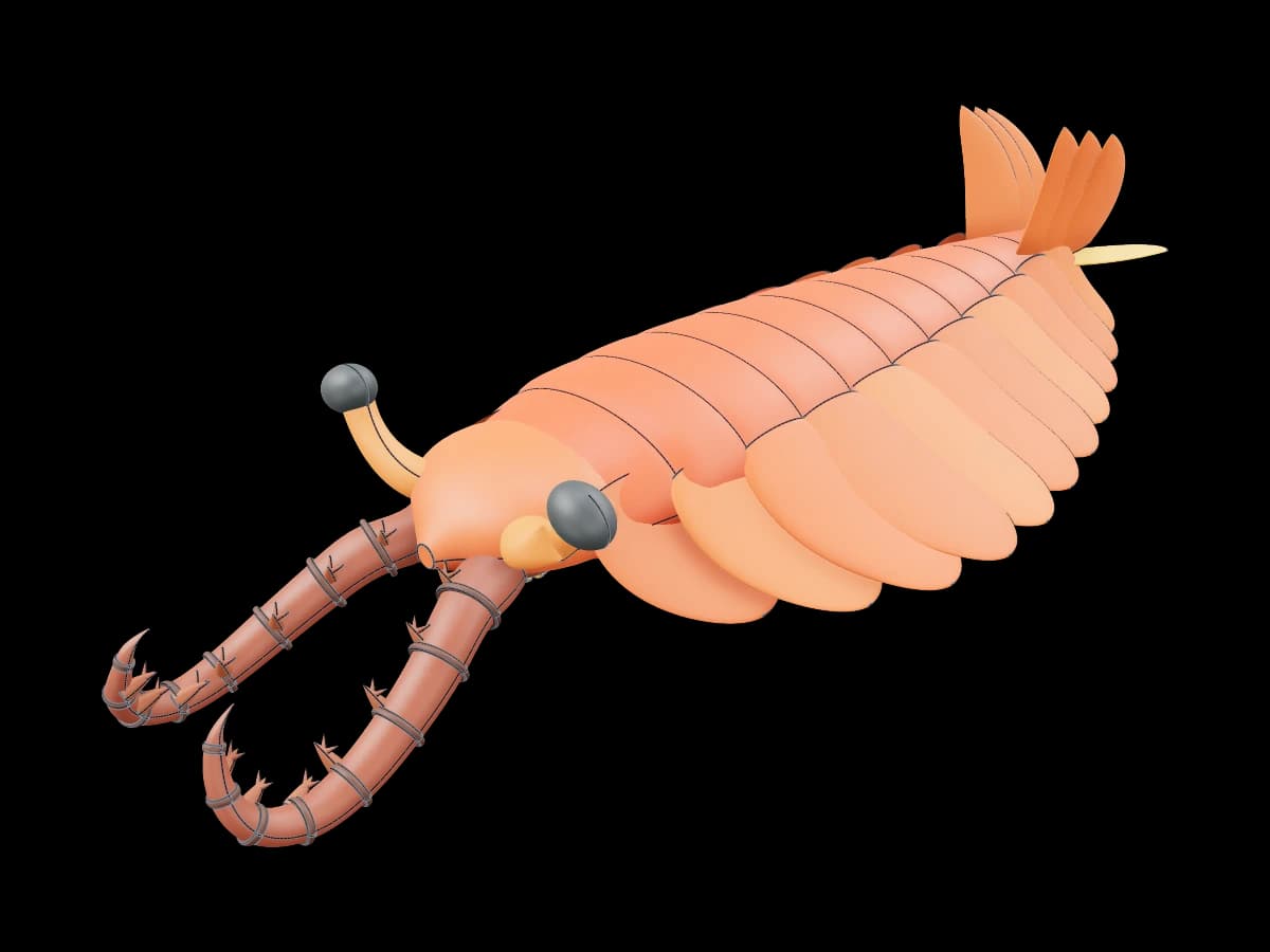Anomalocaris Reference Model