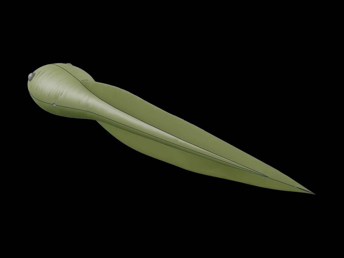 Long Tailed Tadpole