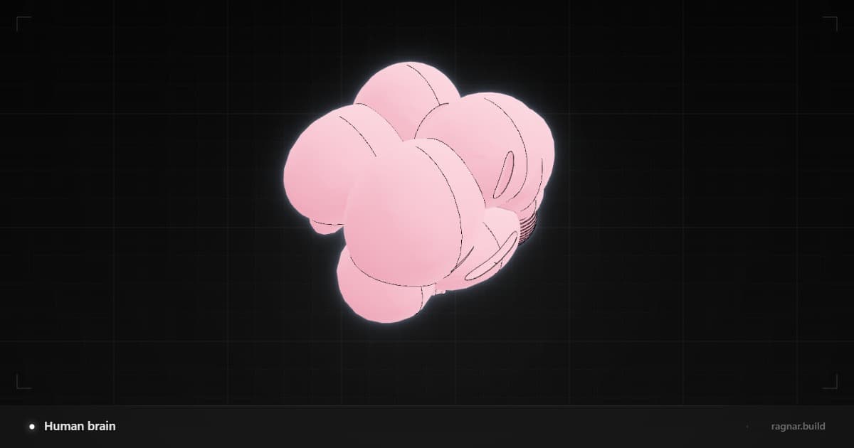 Anatomical Brain Model
