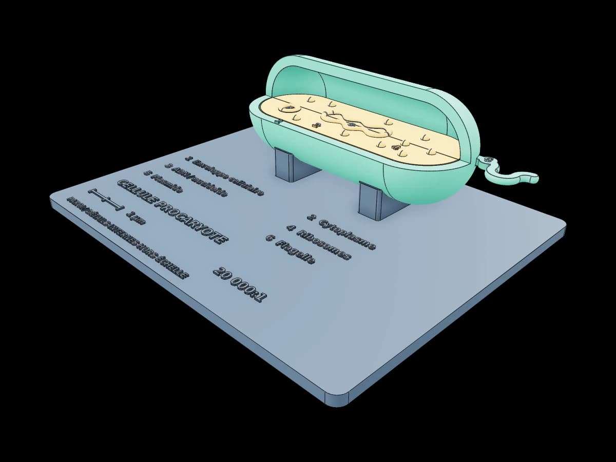 Prokaryote cell model