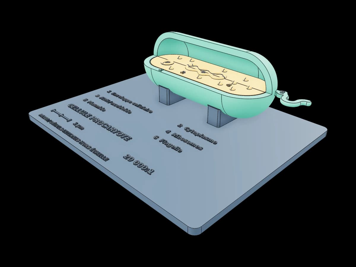 Prokaryote cell model
